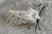 Spilosoma lubricipeda