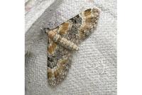 Eupithecia pulchellata