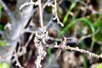 Nematopogon