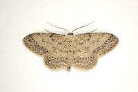 Idaea seriata