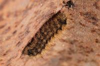 Arctia villica