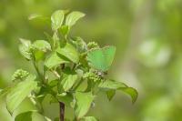 Callophrys rubi