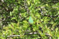 Callophrys rubi