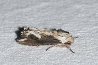 Egira conspicillaris