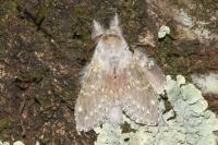 Stauropus fagi