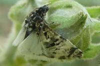 Hysterophora maculosana