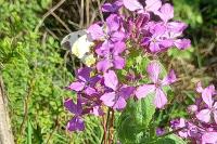Anthocharis cardamines