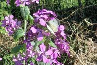 Anthocharis cardamines