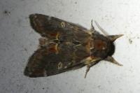 Notodonta dromedarius