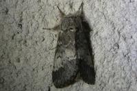 Drymonia ruficornis