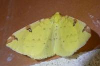 Opisthograptis luteolata