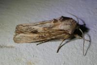 Egira conspicillaris
