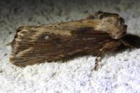 Egira conspicillaris