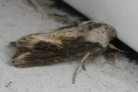 Egira conspicillaris