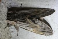 Harpyia milhauseri