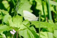 Pieris rapae