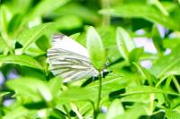 Pieris napi