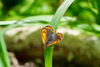 Lycaena phlaeas