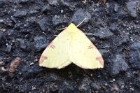 Opisthograptis luteolata