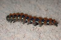 Euplagia quadripunctaria