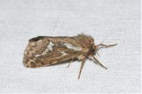 Korscheltellus lupulinus