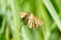 Ematurga atomaria