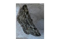 Peribatodes rhomboidaria