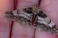 Cleora cinctaria