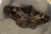 Cleora cinctaria