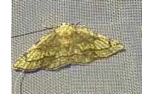 Stegania trimaculata