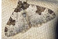Xanthorhoe fluctuata