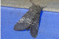Drymonia ruficornis