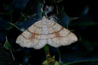 Adactylotis contaminaria