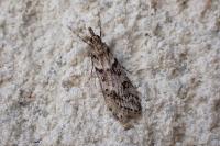 Eudonia angustea