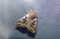 Orthosia gothica