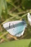 Glaucopsyche alexis