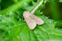 Orthosia cerasi