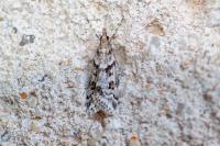 Eudonia angustea