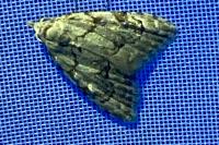 Nola confusalis