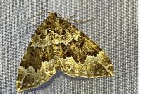 Lampropteryx suffumata