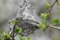 Euproctis chrysorrhoea