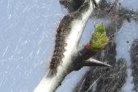 Euproctis chrysorrhoea