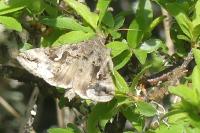 Autographa gamma