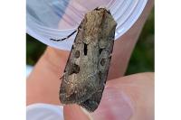 Agrotis exclamationis