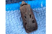 Agrotis exclamationis