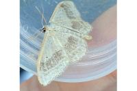 Idaea aversata