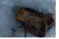 Agrotis clavis