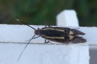 Esperia sulphurella