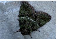 Polyphaenis sericata