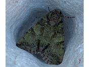 Polyphaenis sericata